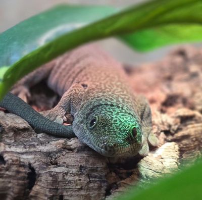 Standing's Day Gecko