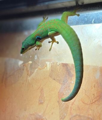 Peacock Blue Spot Day Gecko