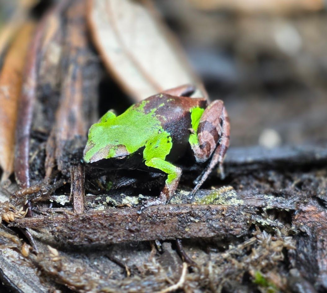 Green &amp; Black Mantella