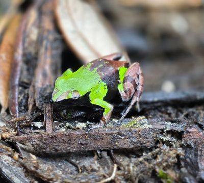 Green &amp; Black Mantella