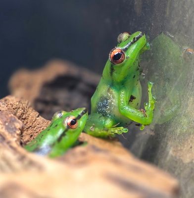 Madagascar Treefrog