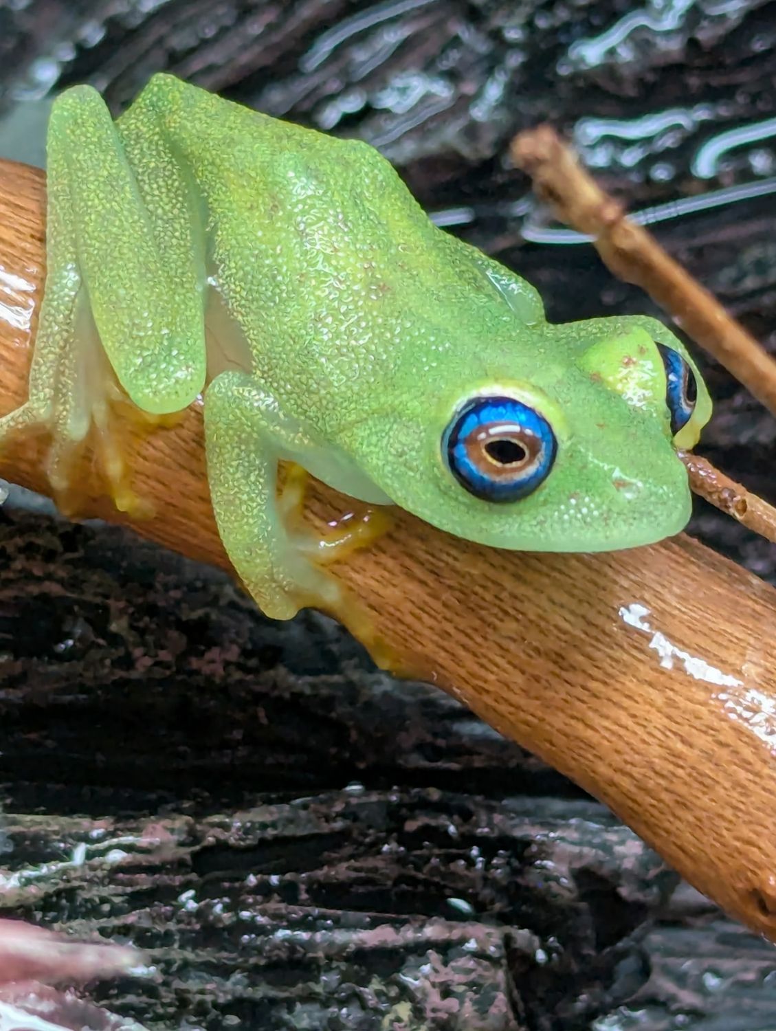 Goudot's Bright Eyed Tree Frog