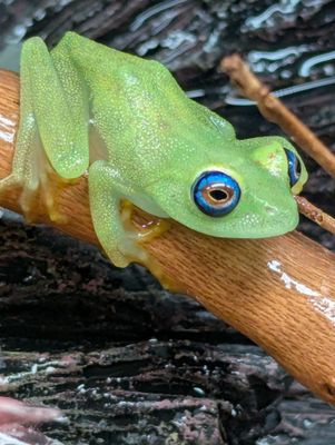 Goudot's Bright Eyed Tree Frog