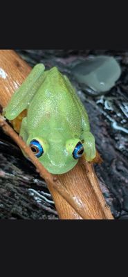 Goudot's Bright Eyed Tree Frog