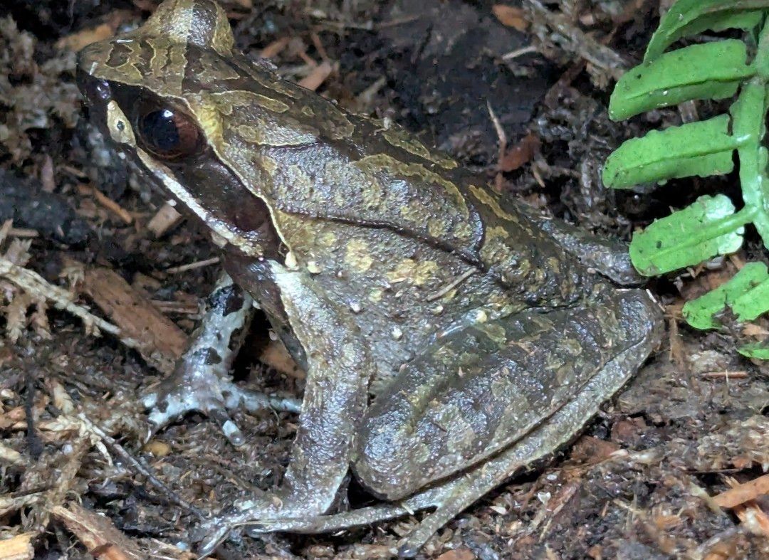 White Lipped Horned Toad