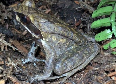 White Lipped Horned Toad