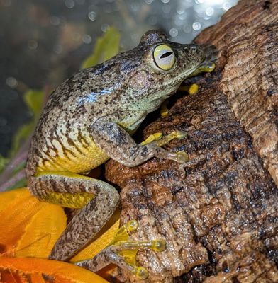Emerald Eyed Tree Frog
