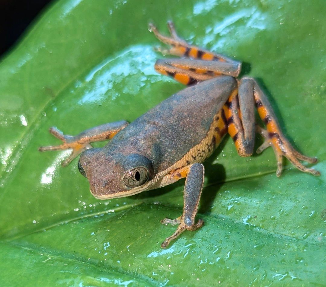 Tiger Leg Monkey Frog