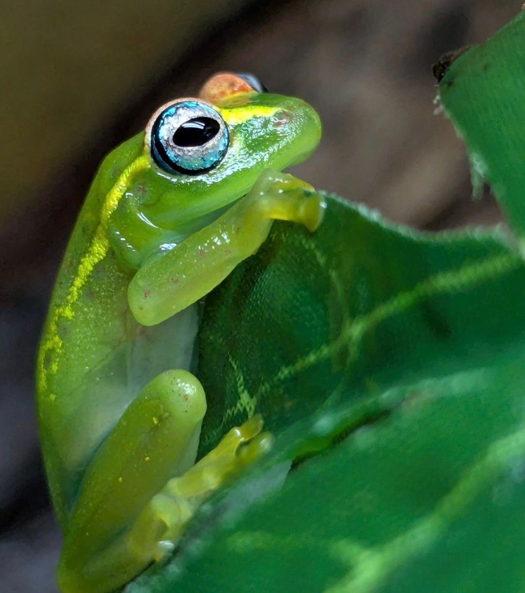 Central Bright Eyed Tree Frog