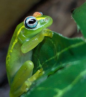 Central Bright Eyed Tree Frog