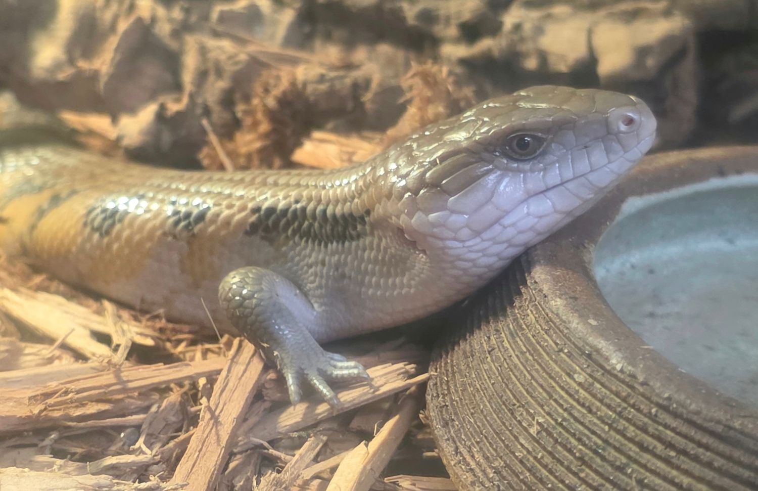 Northern Blue Tongue Skink