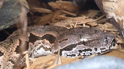 Dumeril's Boa