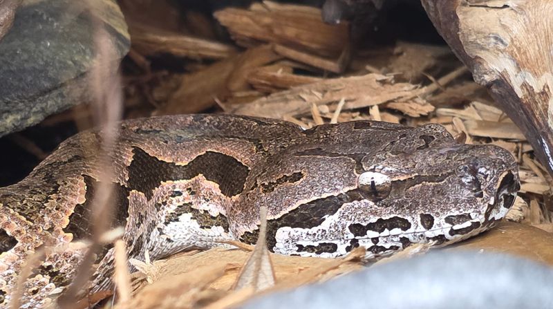 Dumeril's Boa