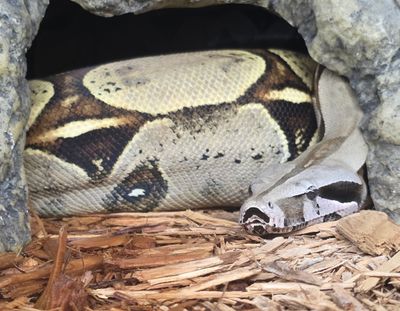 Pokigron Suriname Boa