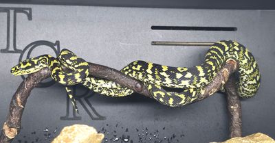Carpet Python