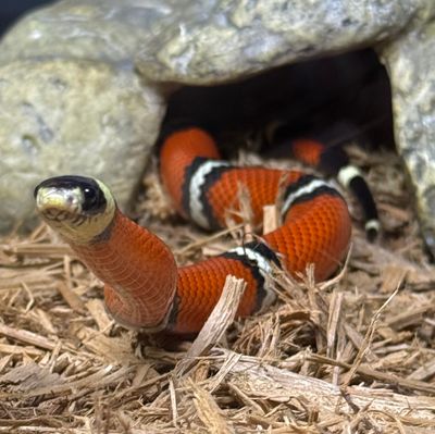Nelson's Milksnake