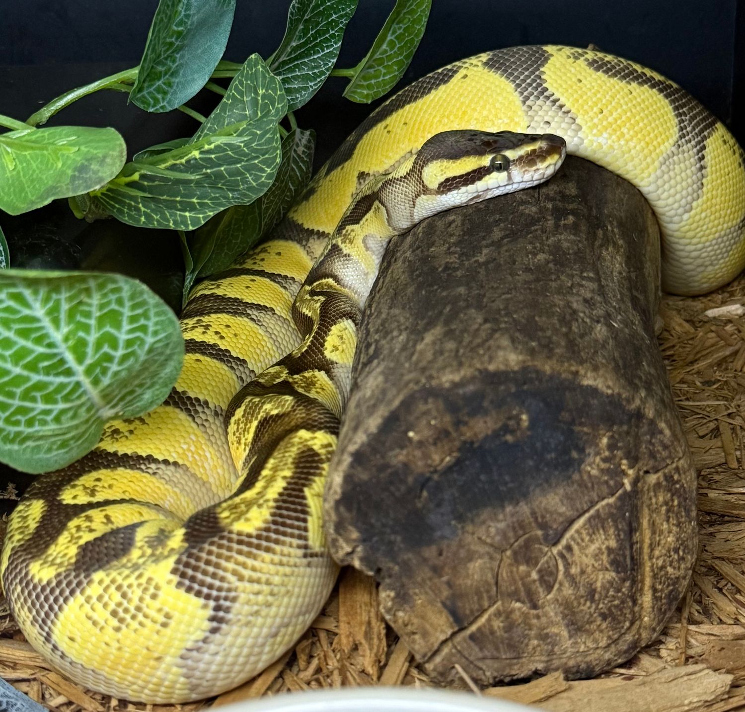Enchi OD Fire Ball Python