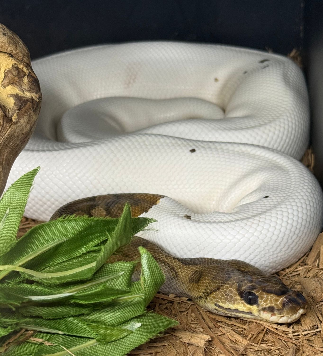 Clown Pied Ball Python