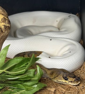 Clown Pied Ball Python
