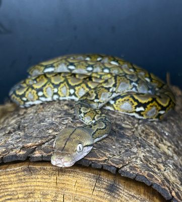 Dwarf/Super Dwarf Reticulated Python Mocha (BG)