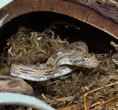 Diadem Ratsnake