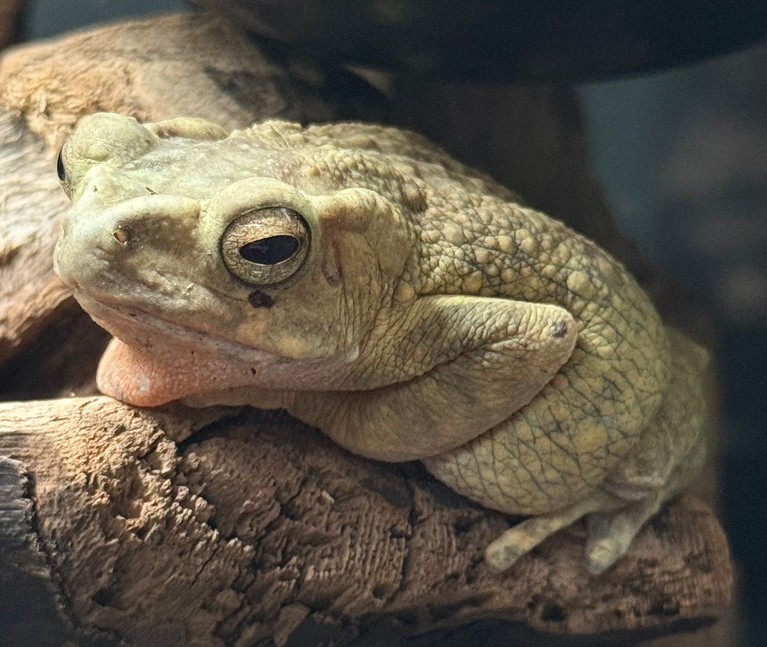 Yellow Spotted Climbing Toad