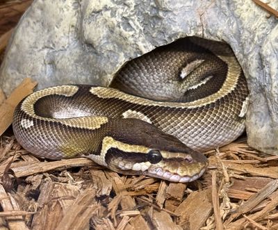 Orange Dream Mojave Ball Python