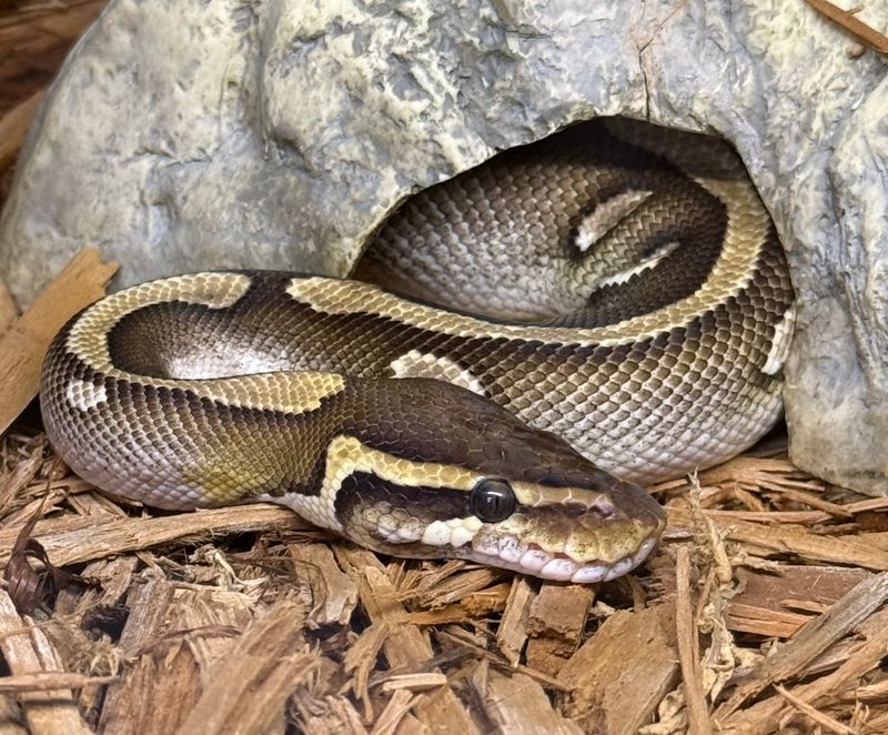 Orange Dream Mojave Ball Python