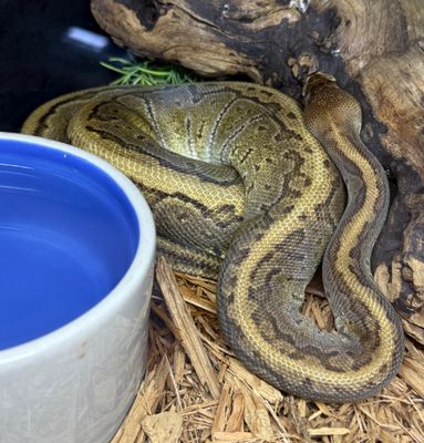 Pinstripe Cypress Ball Python
