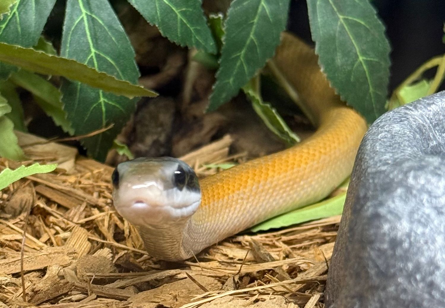 Cave Dwelling Ratsnake