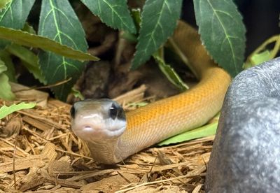 Cave Dwelling Ratsnake