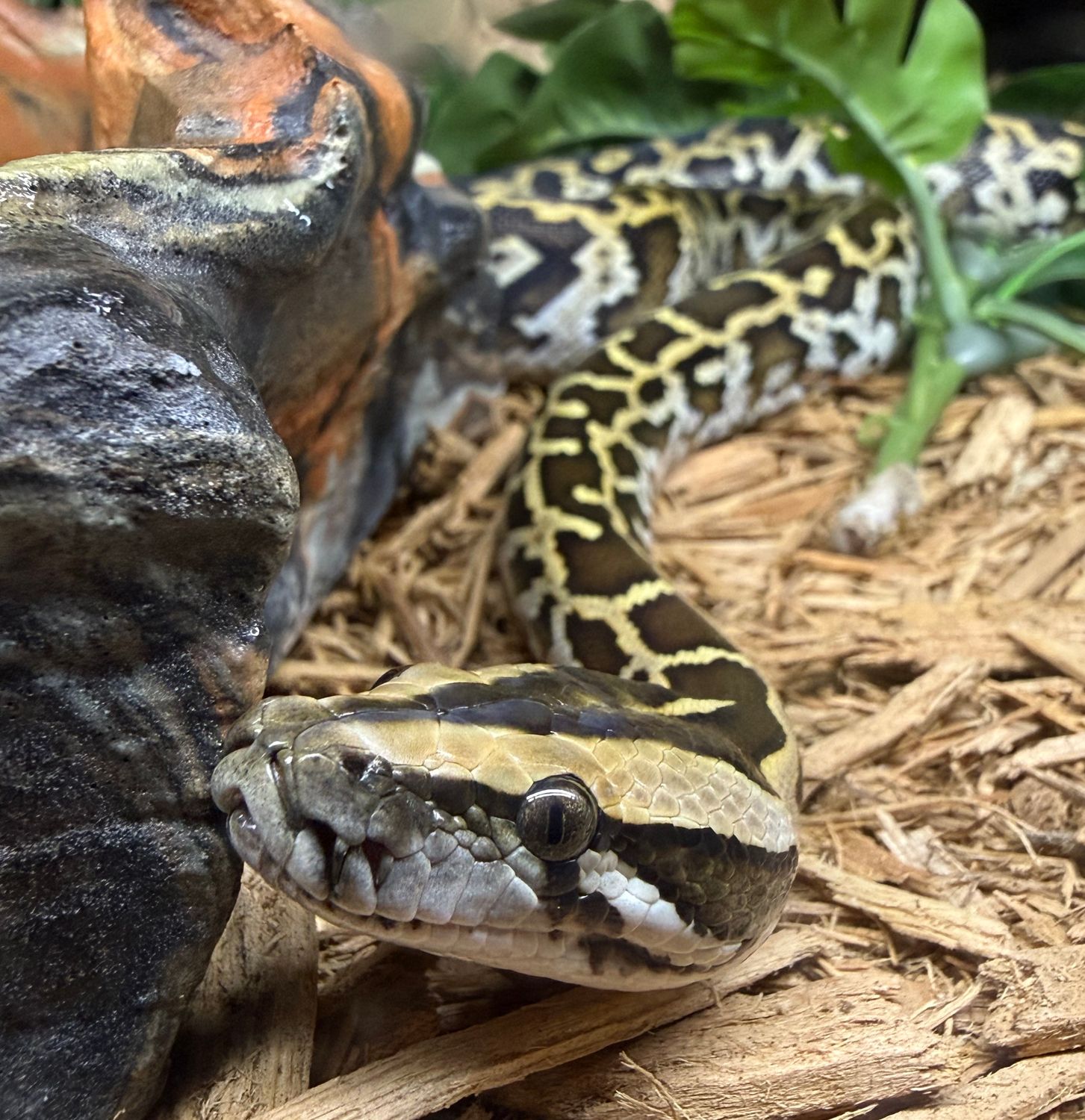Wild Type Het Pied Burmese Python