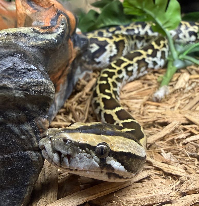 Wild Type Het Pied Burmese Python