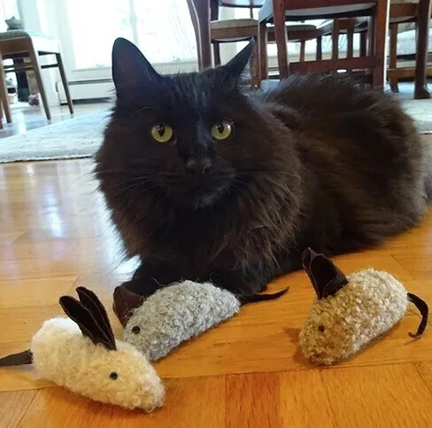 Crinkle Cat Toys