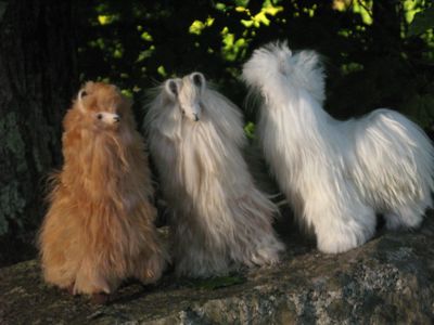 Standing Suri Alpaca