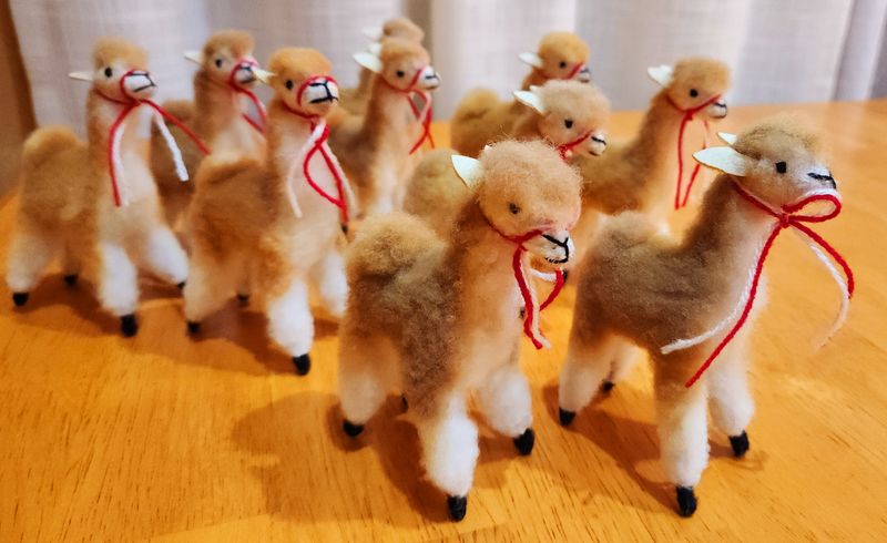 Vicuna Standing