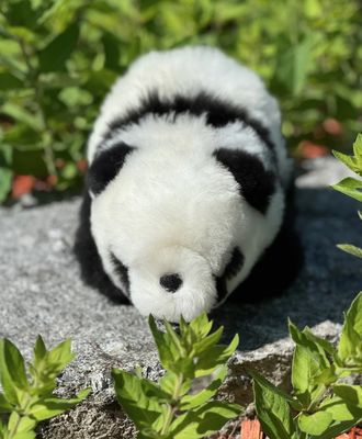 Walking Panda Bear