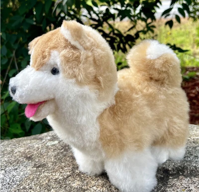 Welsh Corgi Puppy