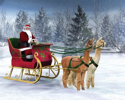 Oakleaf Studio Greeting Cards