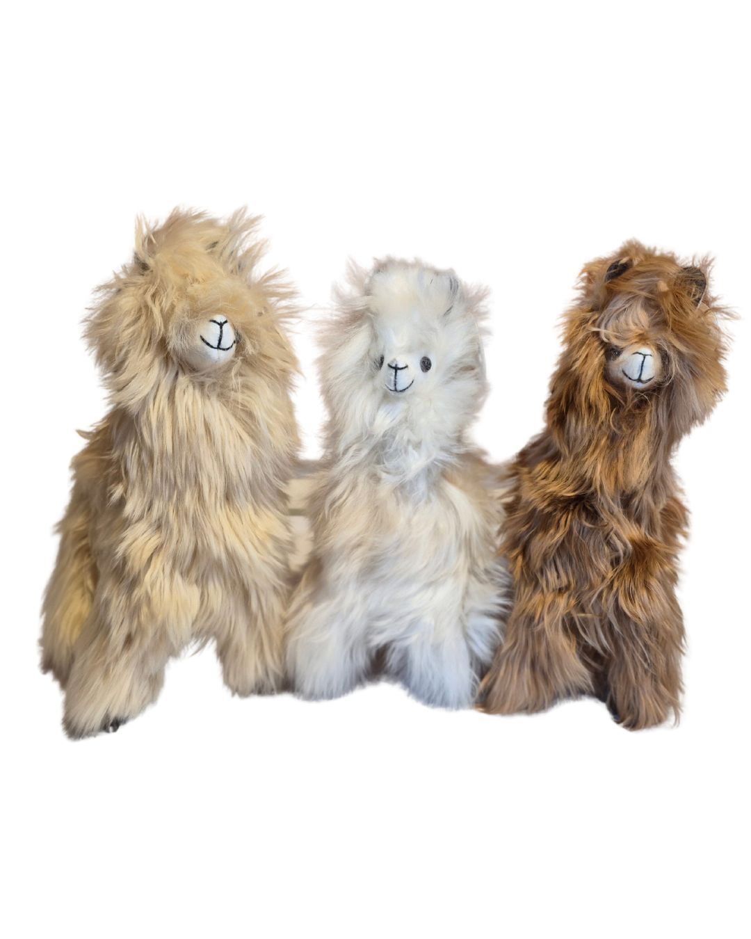 Standing Suri Alpaca