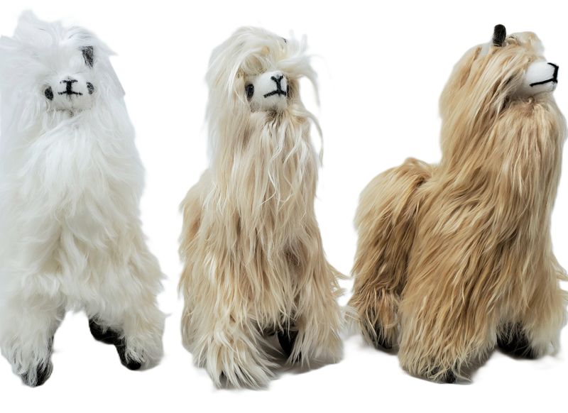 Standing Suri Alpaca