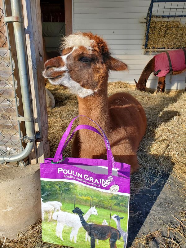 Grain Tote Bags by Lily