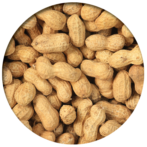 Peanuts - Raw in Shell
