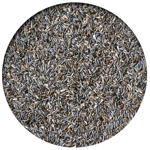Nyjer Seed