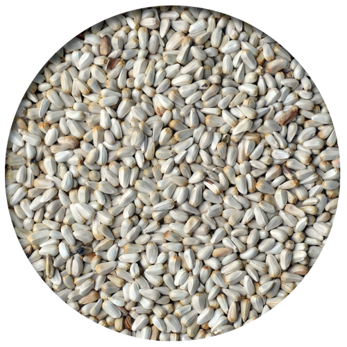 Safflower