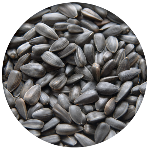 Black Sunflower Seed
