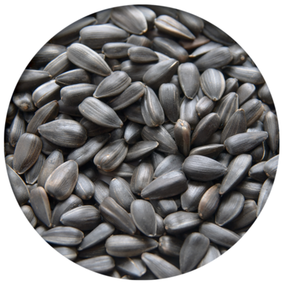 Black Sunflower Seed