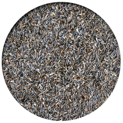 Nyjer Seed