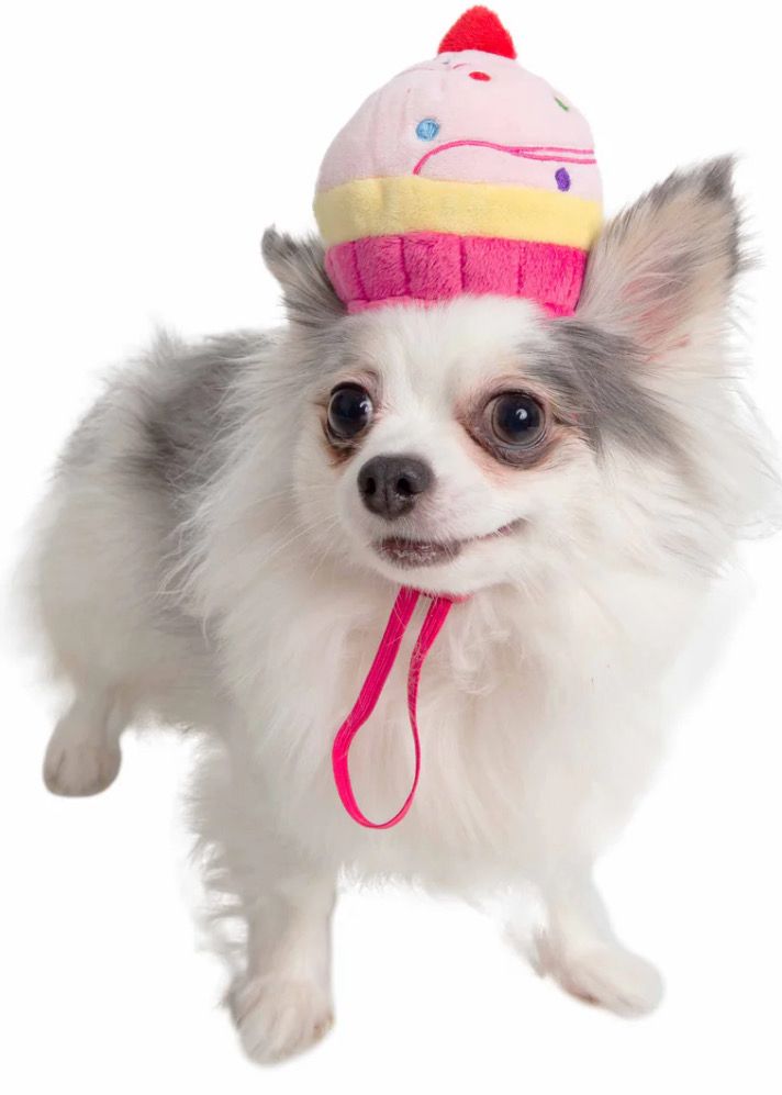 Pet Cupcake Hat