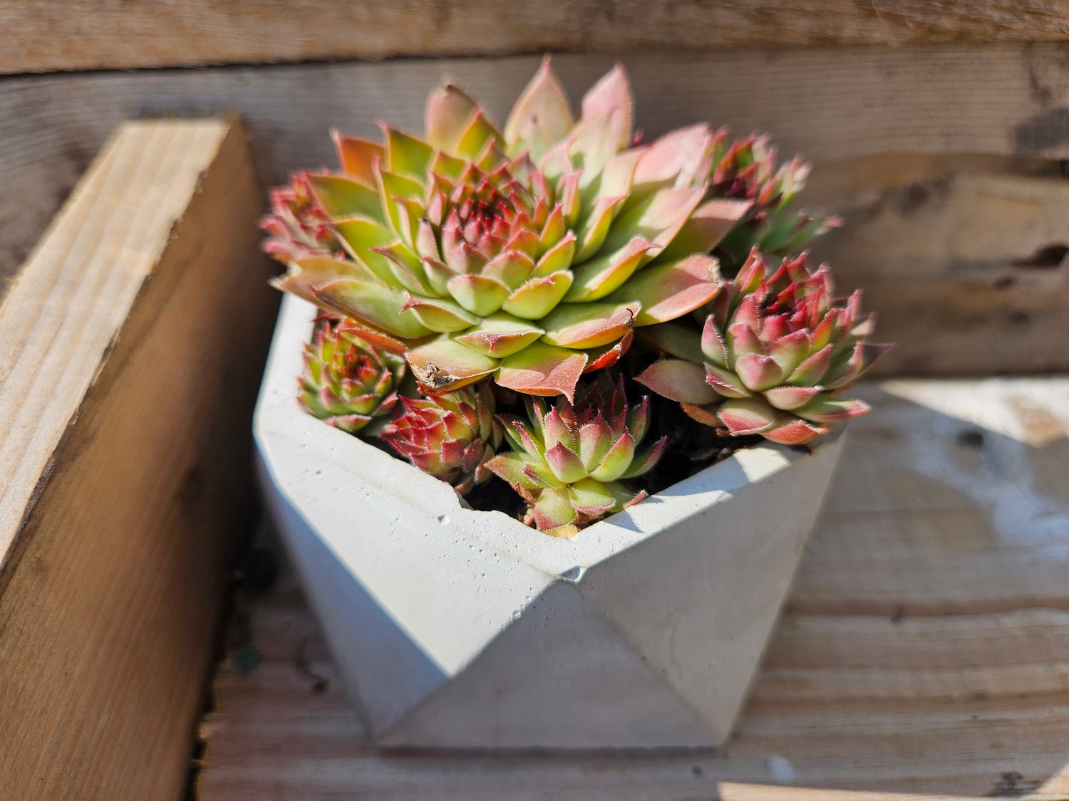2&quot; Cement Succulent Pots (3 pack)